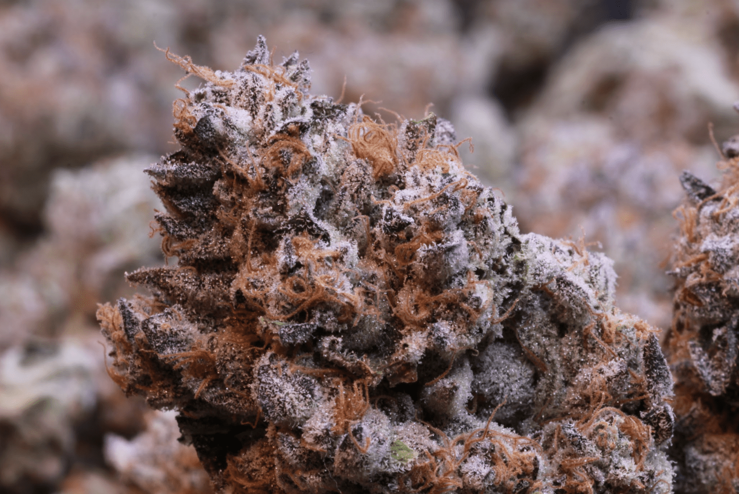 Maine Medical Cannabis